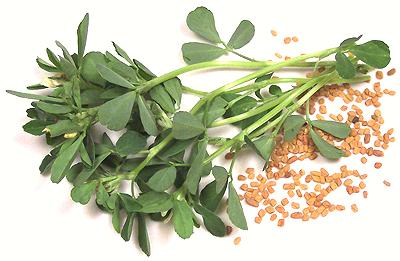Fenugreek